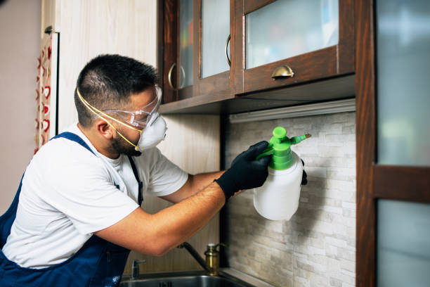 Best Termite Control Services  in Deadwood, SD