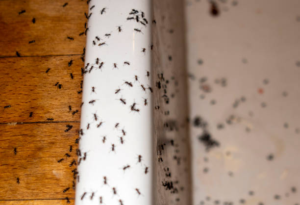 Best Mosquito Control Services  in Deadwood, SD