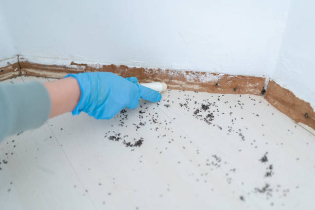 Best Bed Bug Extermination  in Deadwood, SD